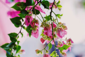 genital estetik ankara